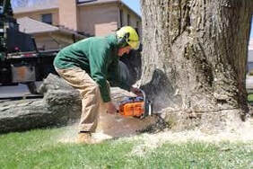 stump removal with a  power saw
